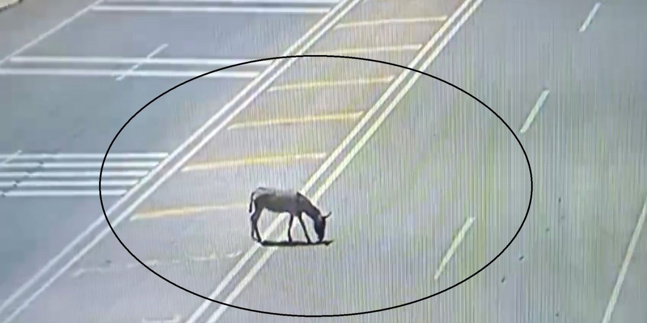 Trafiği tehlikeye düşüren eşek koruma altına alındı