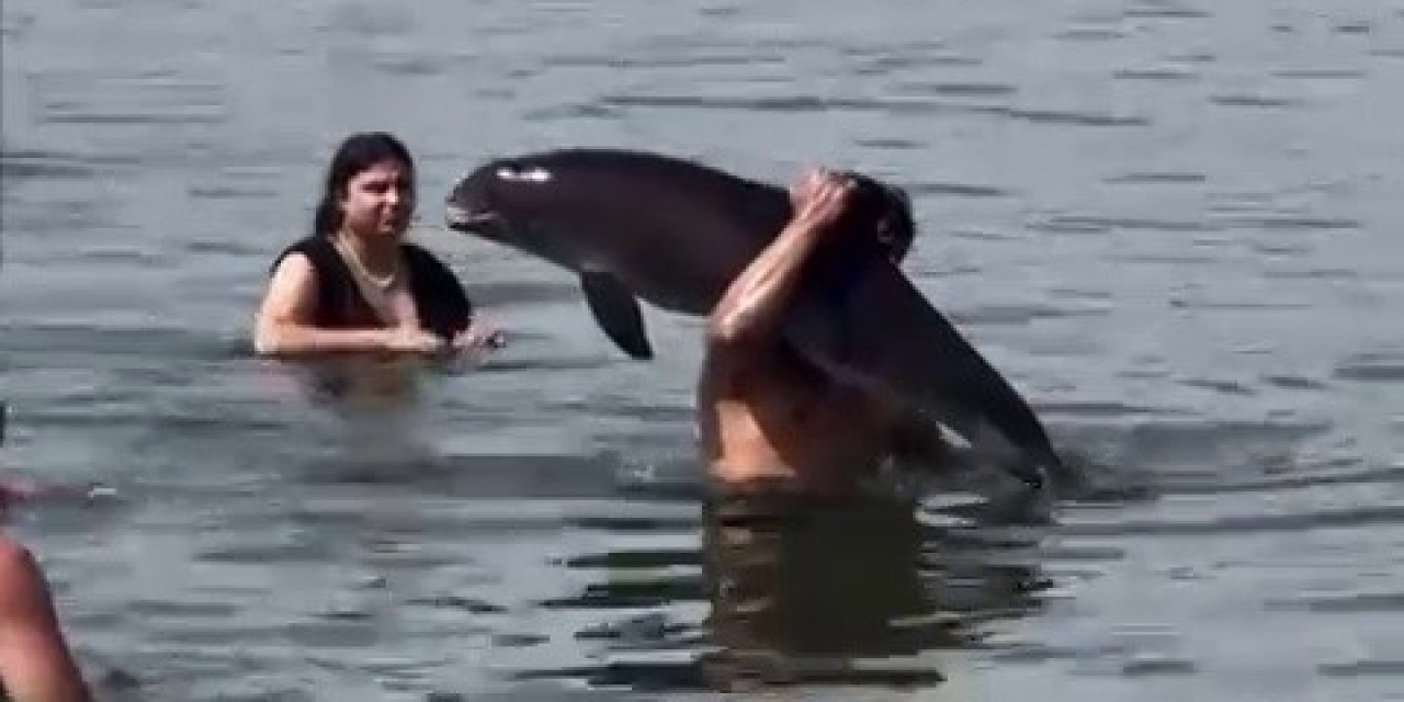 Ölmüş yunus balığını sırtında taşıdı