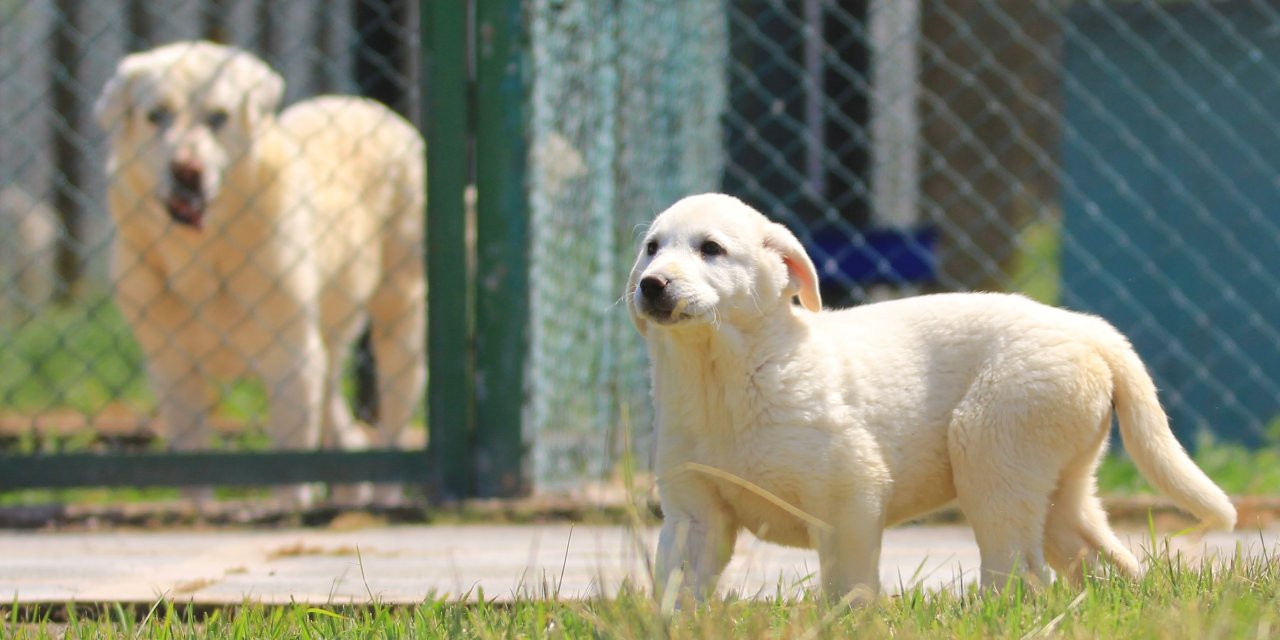 17 bin 400 lirayı gözden çıkaranlar 6 ay sıra bekliyor