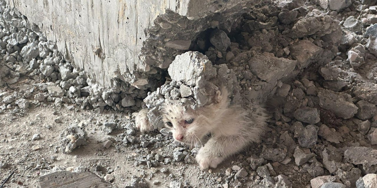 Üzerine beton dökülen yavru kediyi itfaiye ekipleri kurtardı