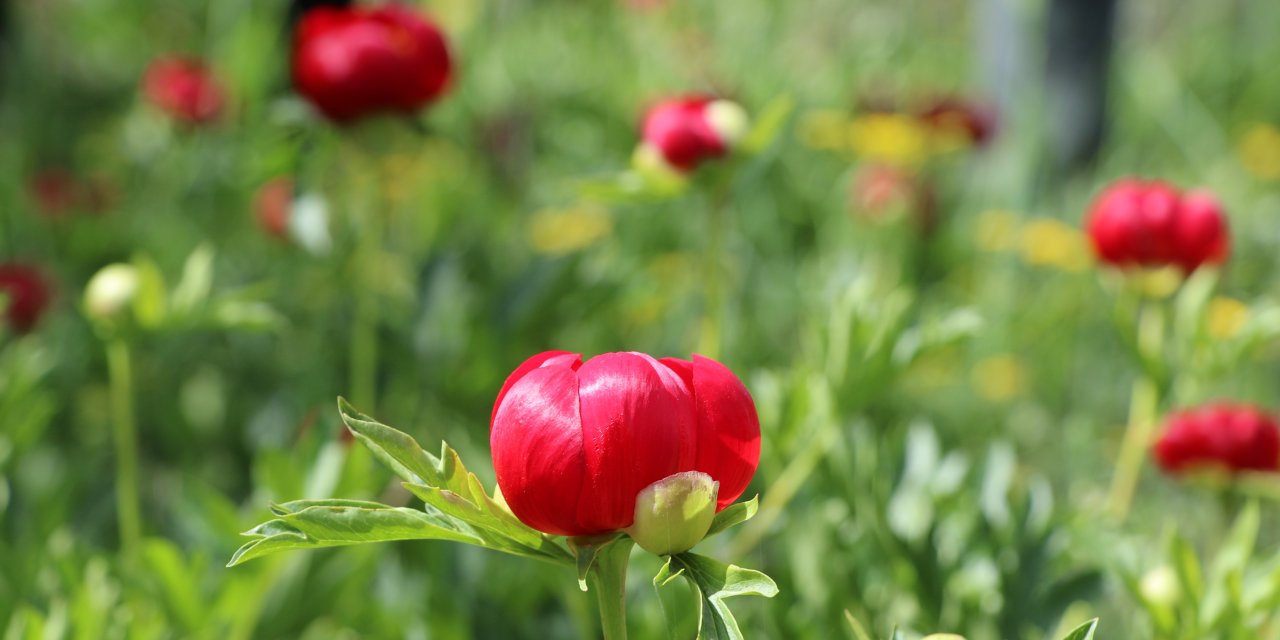 Bu çiçeği koparmanın cezası  550 bin lira