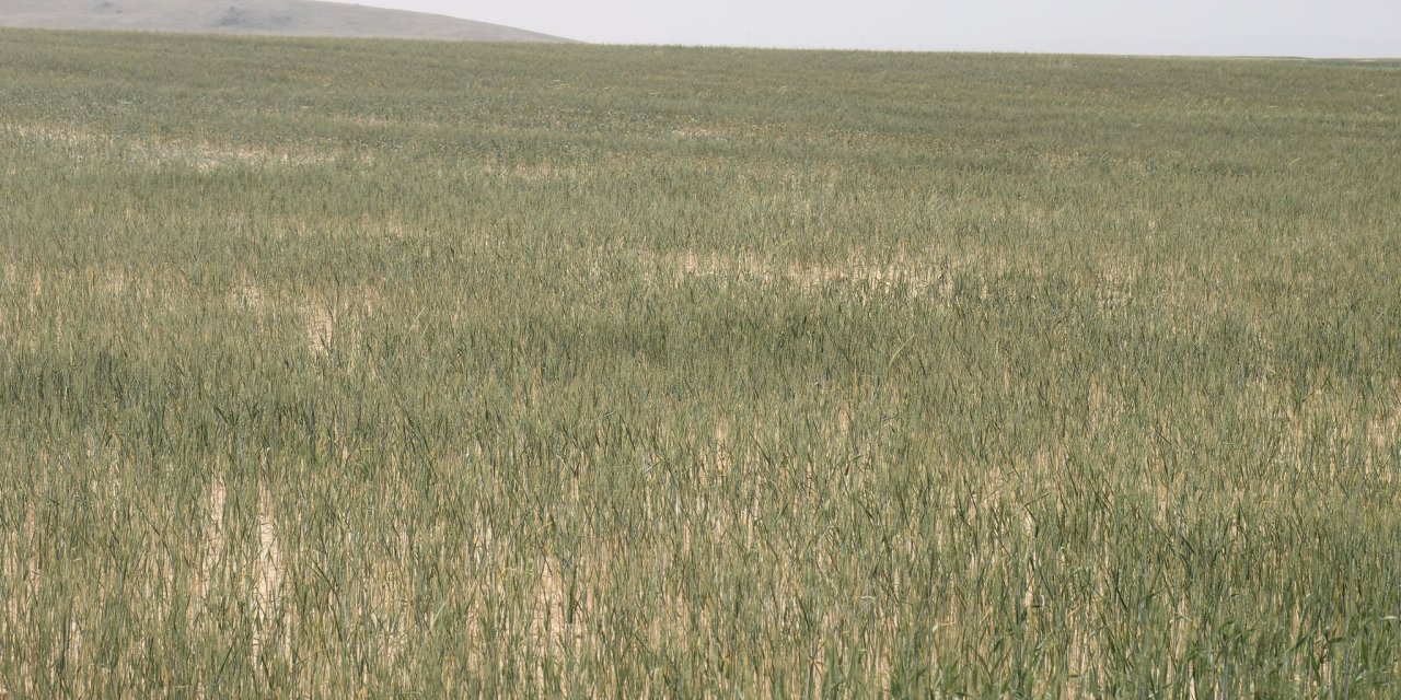 Konya Ovası’nda durum hiç iyiye gitmiyor
