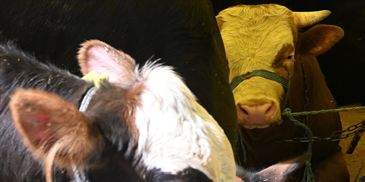 İnternetten aldığı 3 dana 3 günde öldü: Tüketici heyetinden örnek karar