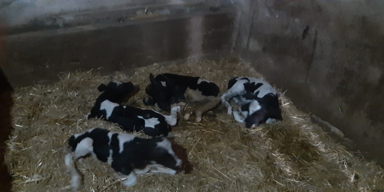 Bayram öncesi besiciye sürpriz! İneği 5 buzağı doğurdu