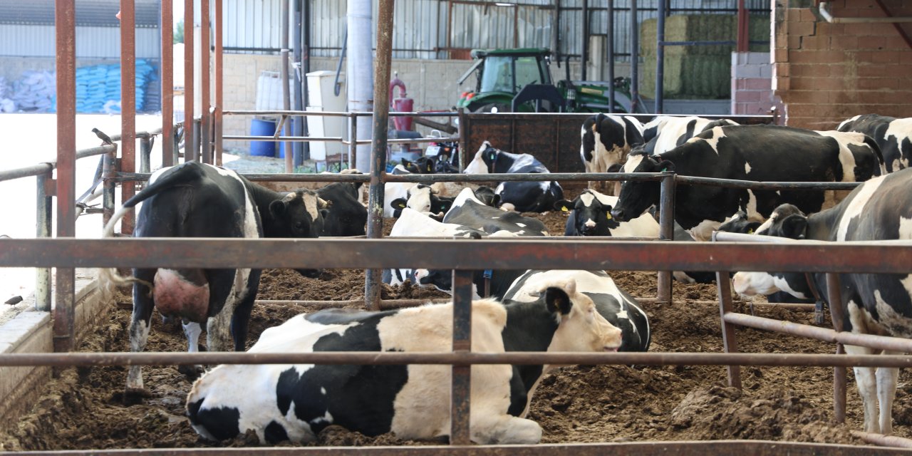 Kurbanlık alırken nelere dikkat edilmeli? Cevap Konya’dan geldi