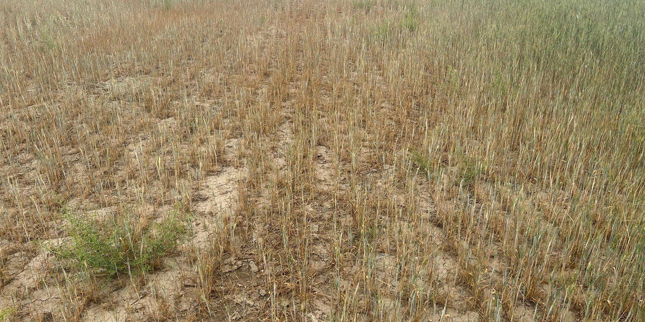 Konya'yı kuraklık vurdu! 10 mahallede hasat yok