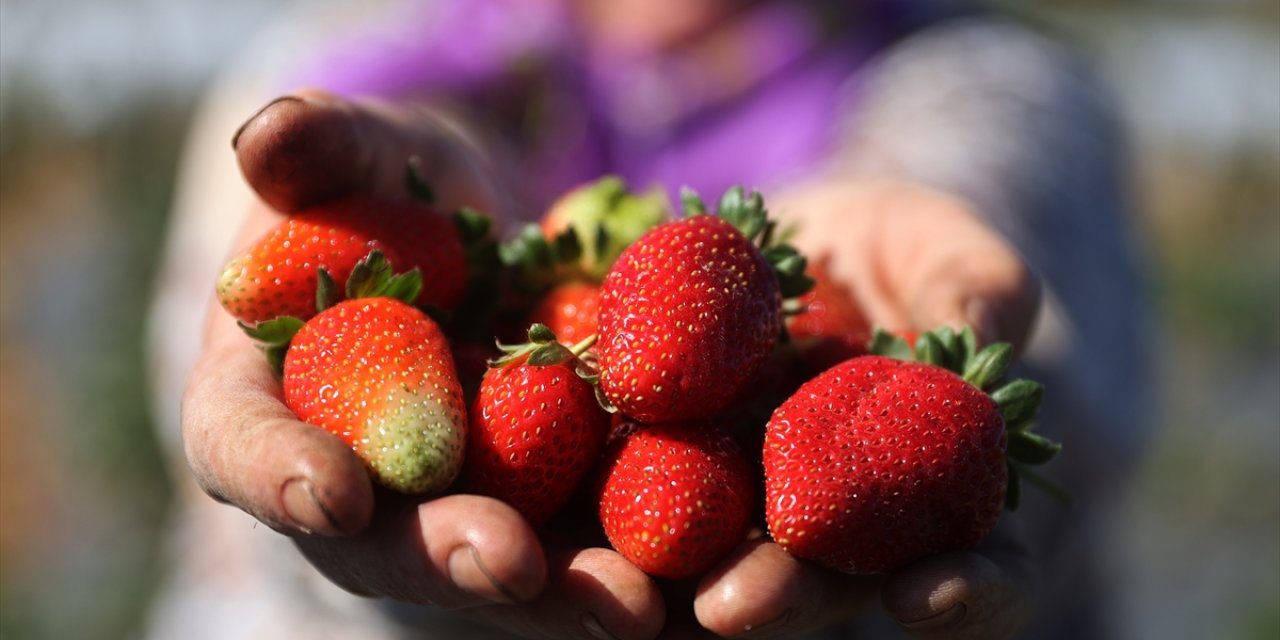 Hüyük’te ilk hasat! 4 bin liradan alıcı buldu