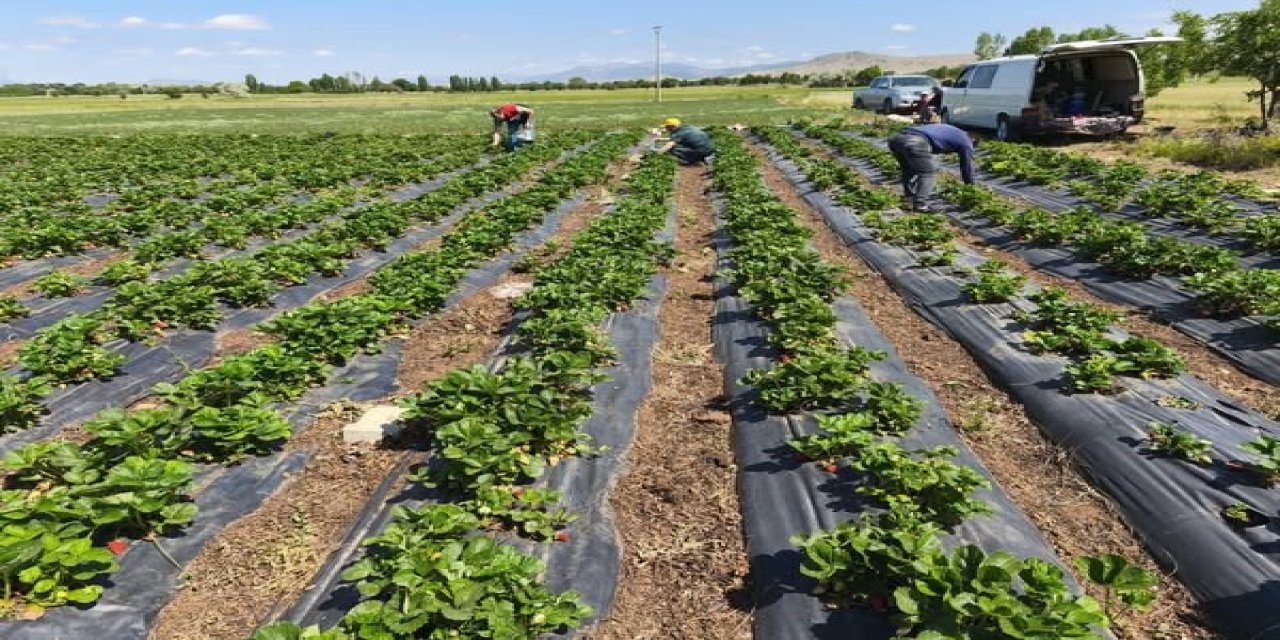 Çilek hasadı öncesi Beyşehir’de pestisit denetimi
