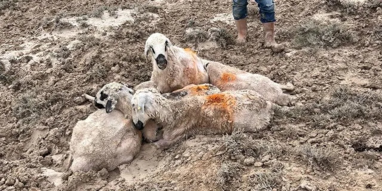 Konya'da sel felaketi! 100’den fazla küçükbaş hayvan telef oldu