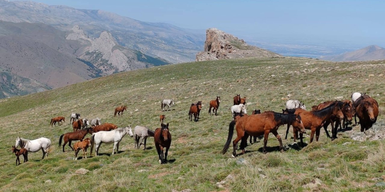Konya’da doğanın özgür ruhu! Yılkı atları yakından görüntülendi