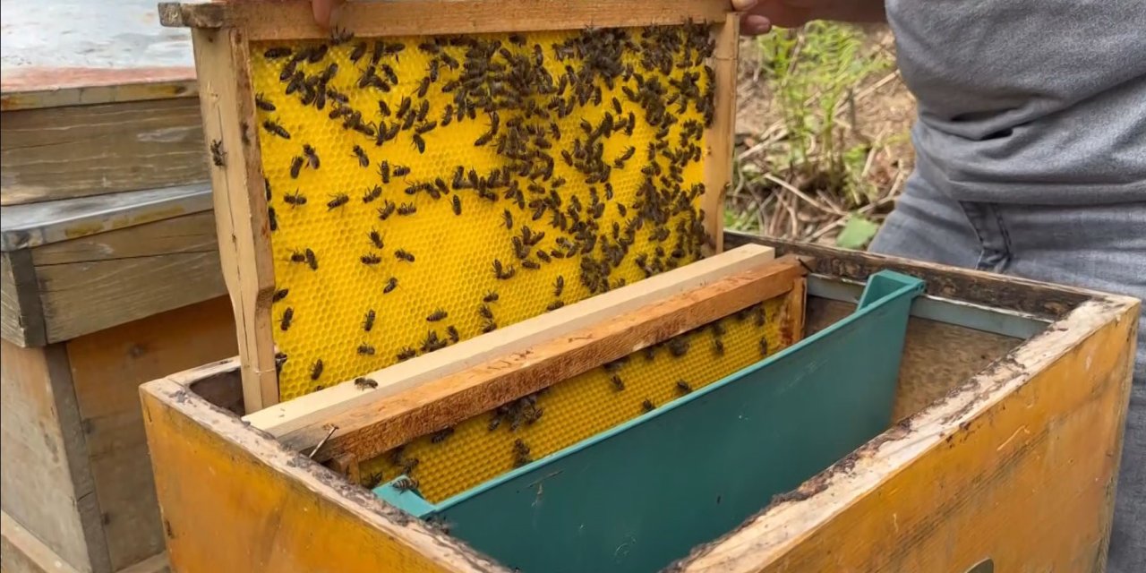 Bu balın azı karar, çoğu zarar