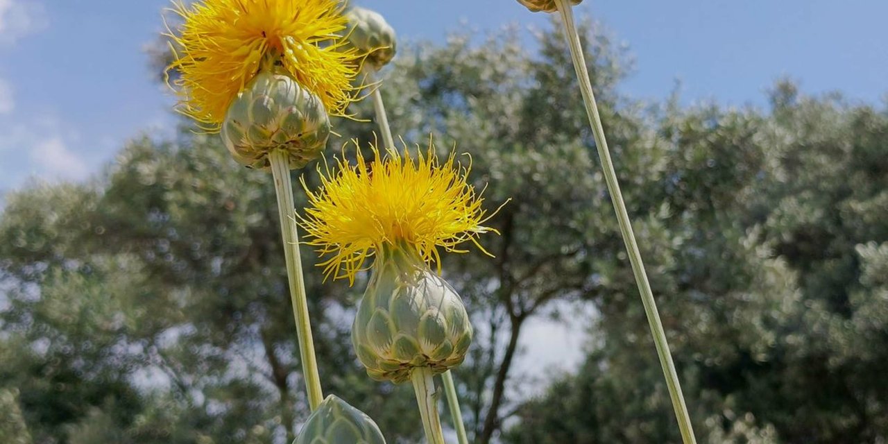 Nesli tükenmekte olan bu çiçeği koparmanın cezası 557 bin TL