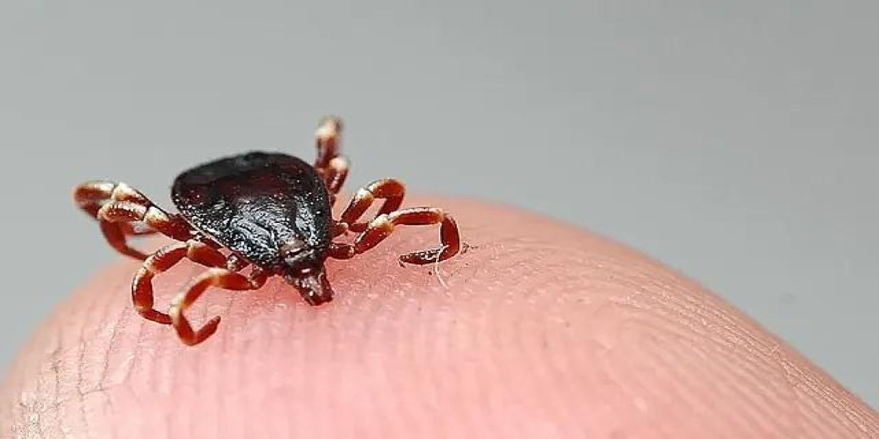 Kene vakaları artıyor, KKKA alarm veriyor