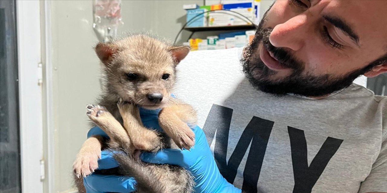 Bitkin halde bulunan yavru kurt koruma altına alındı