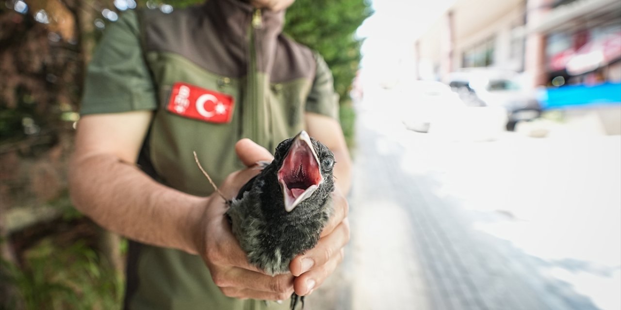 Alçaktan uçan kargalar yaralı arkadaşlarına yardım çağırdı