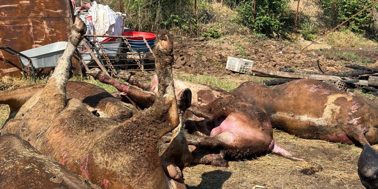 Besi çiftliğinde yangın! 16 büyükbaş kurbanlık telef oldu