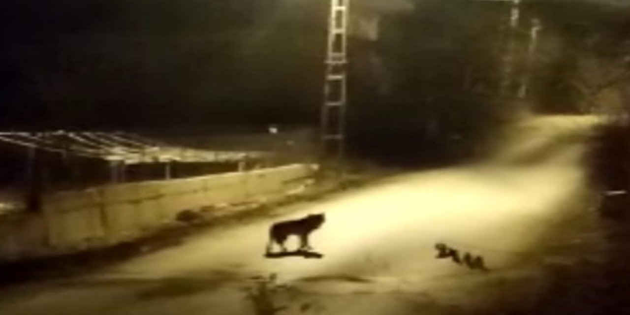 Konya’nın bir ilçesinde kurtlar merkeze indi