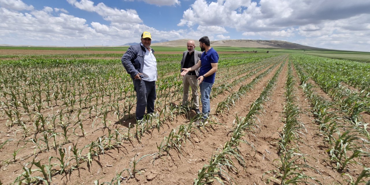 Mısır tarlasına havadan zehir yağdı! 500 bin liralık emek yok oldu