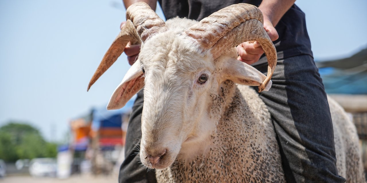 Gören bir daha baktı! Her boynuza 10 bin lira