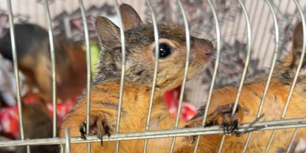 Konya bunu da gördü! Sanal devriye buldu, polis baskın yaptı