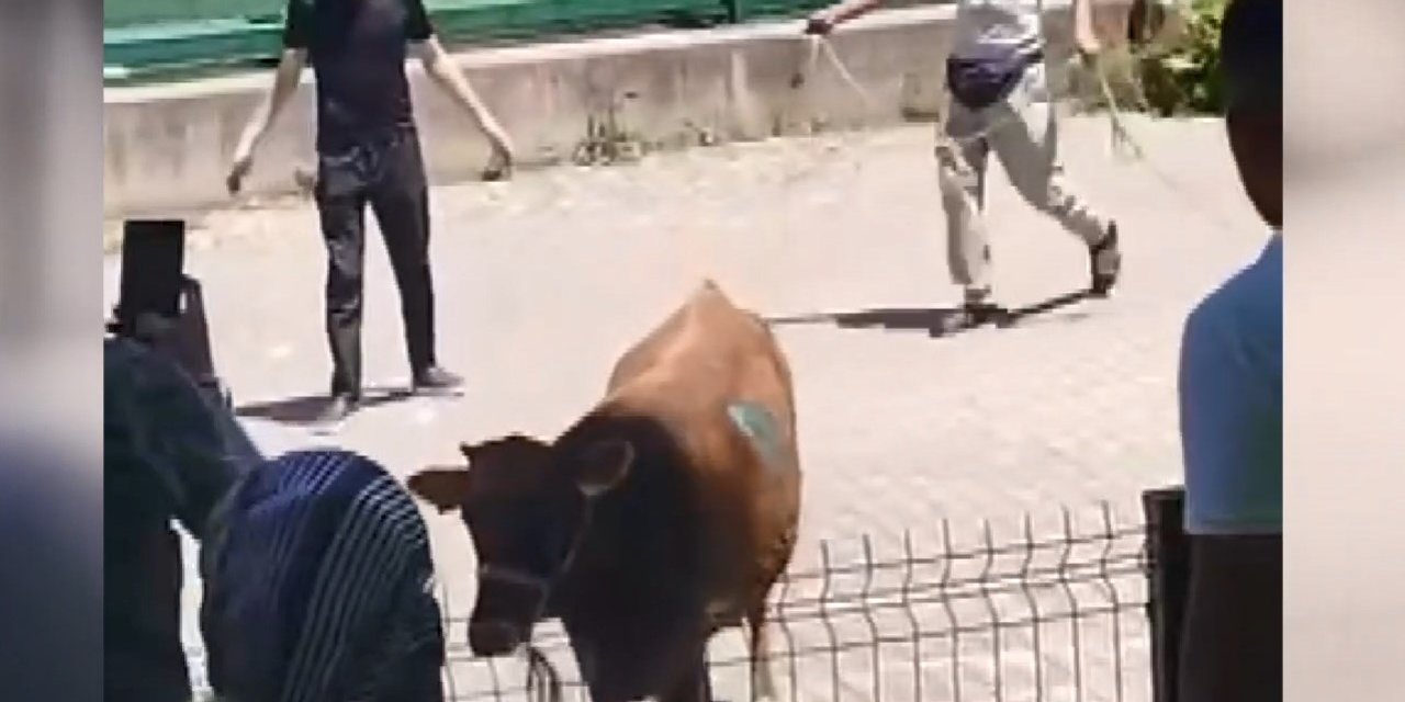 Kaçan kurbanlık ortalığı birbirine kattı