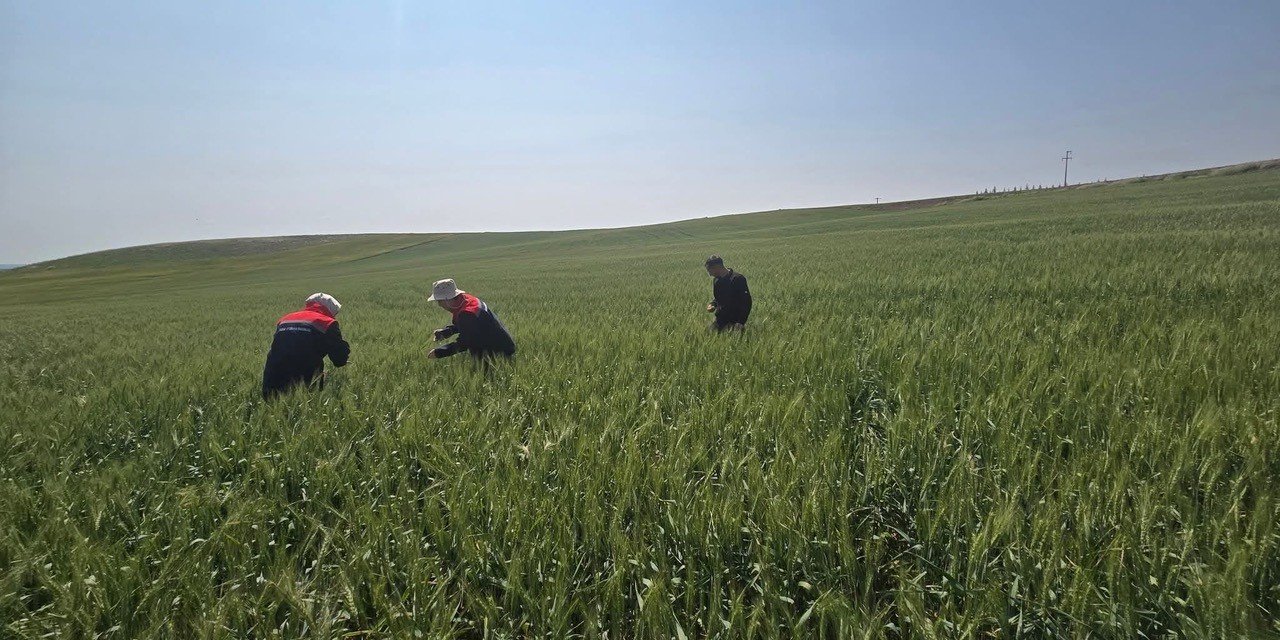 Konya’nın hububat tarlalarında süne takibi yapılıyor