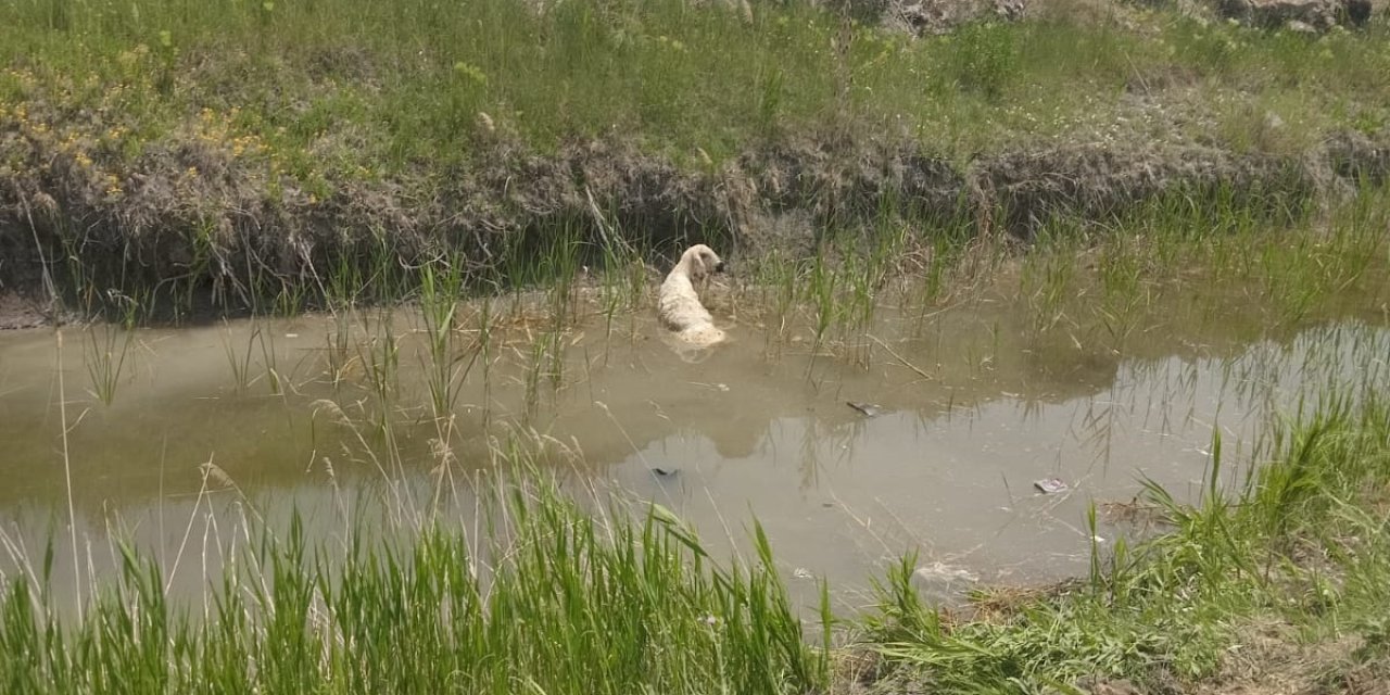 Aldığı kurbanlıkla eve dönerken hayatını kaybetti