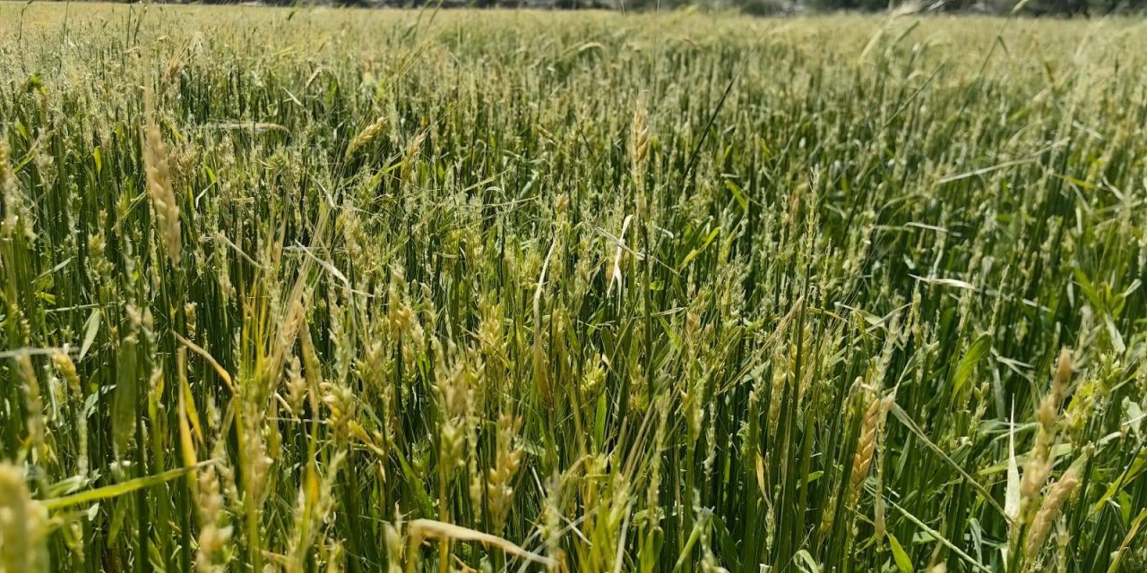 Konya’da dolu ve sel zararı büyük