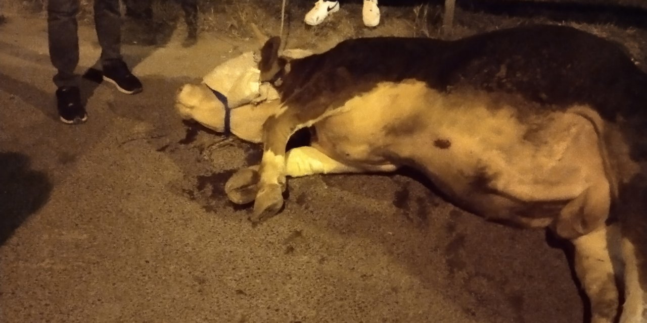 Kurbanlık dana kamyonetin kasasından yola atladı