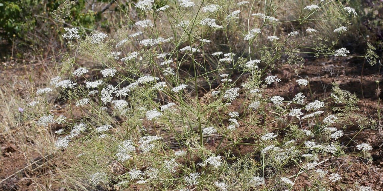 Türkiye’nin en nadir bitkisi Konya’da! Yok olma tehlikesiyle karşı karşıya