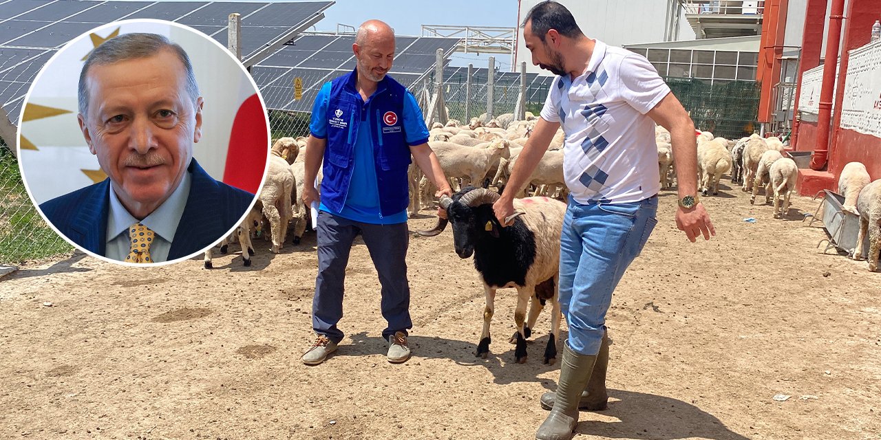 Cumhurbaşkanı Erdoğan'ın kurbanlıkları Konya'da kesildi