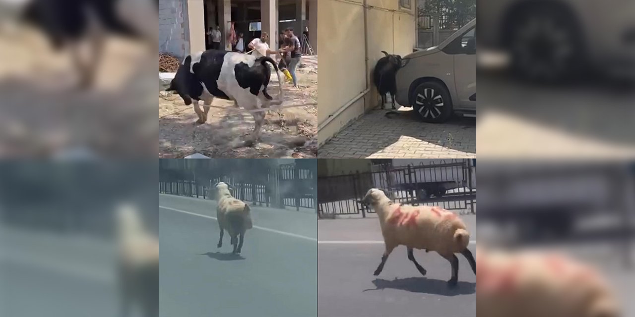 Kurbanlıklar firarda! O anlar kamerada