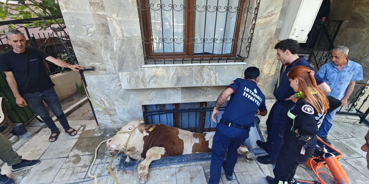 Pencere boşluğuna düşen boğayı itfaiye ekipleri kurtardı