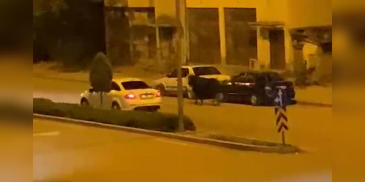 Konya’da firari kurbanlık boğa ilçeyi birbirine kattı