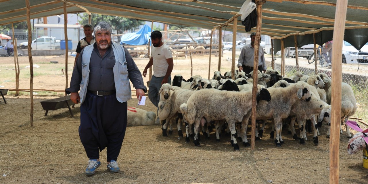 Kurbanlık fiyatları 13 bin liraya kadar düştü