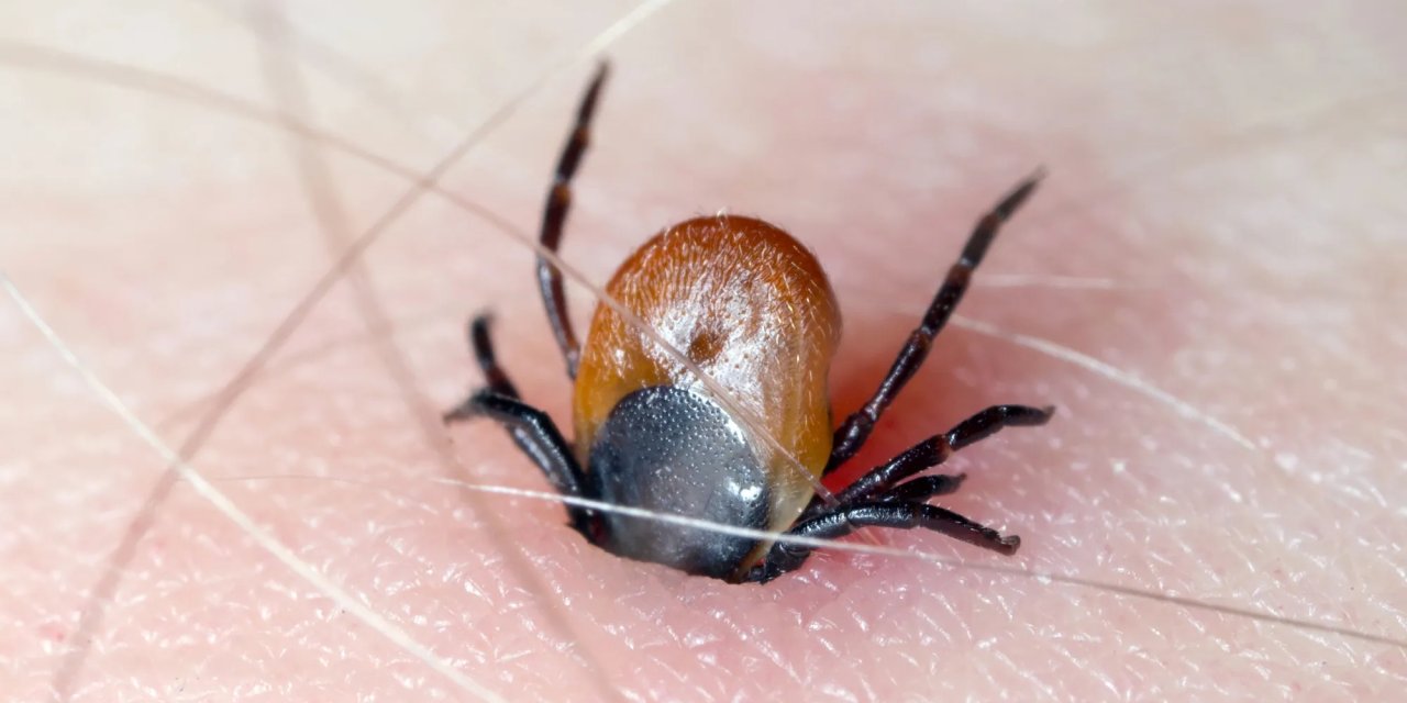 Kene kabusu Konya’ya sıçradı: Bir günde 3 vaka