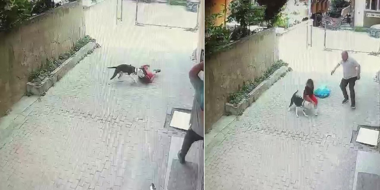 Sokakta oyun oynayan çocuğa pitbull cinsi köpek saldırdı