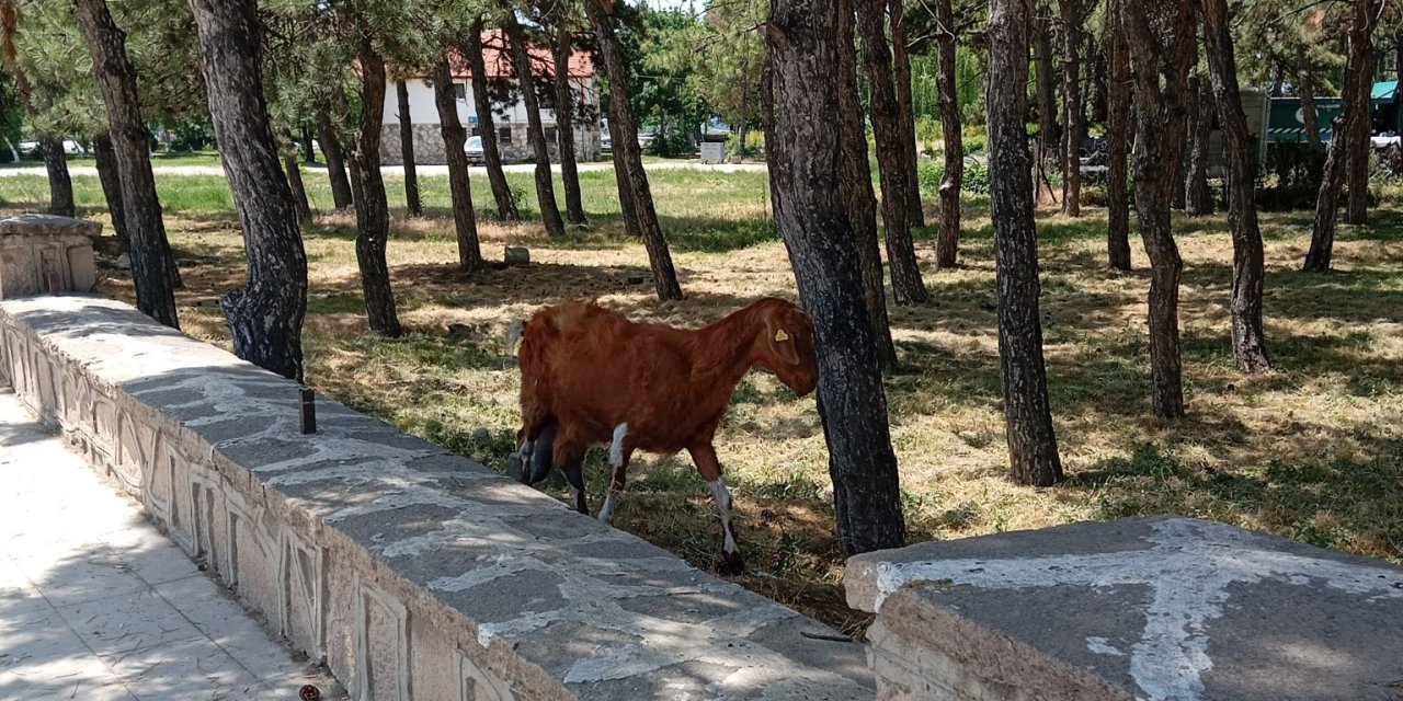 Konya'da ekipler seferber oldu! Sosyal medya firari keçileri konuşuyor