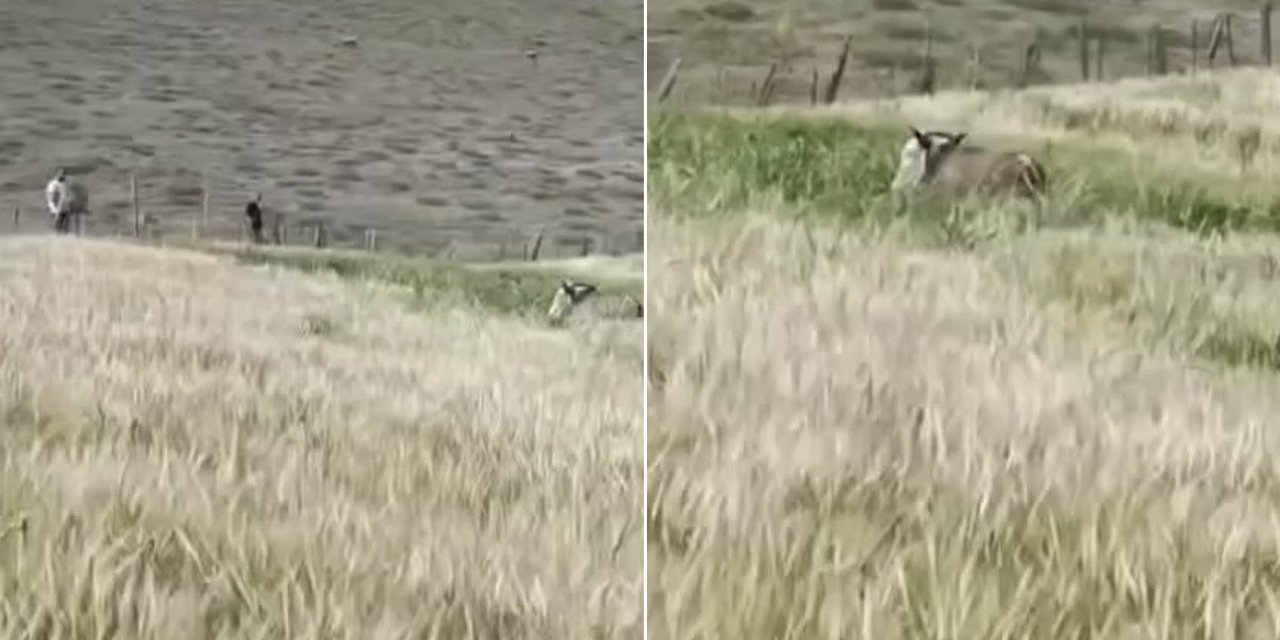 Konya’da başında çuvalla kaçan kurbanlık böyle yakalandı
