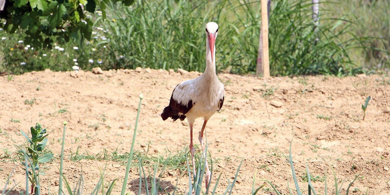 Bahçelerine düşen yaralı leyleği günlerce balıkla beslediler