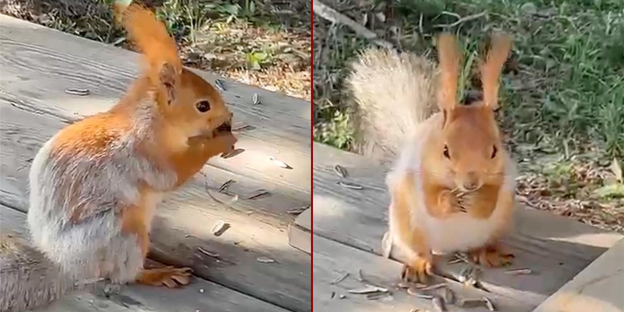 Kızıl sincap, piknik yapan ailenin yanına gelip çekirdek yedi