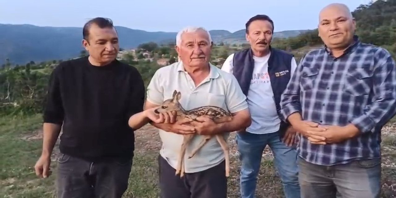 Çobanların bulduğu yavru ceylan, keçi sütüyle hayata tutundu