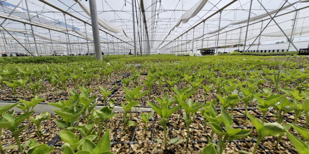 Bu serada 5 milyon adet fide üretiliyor