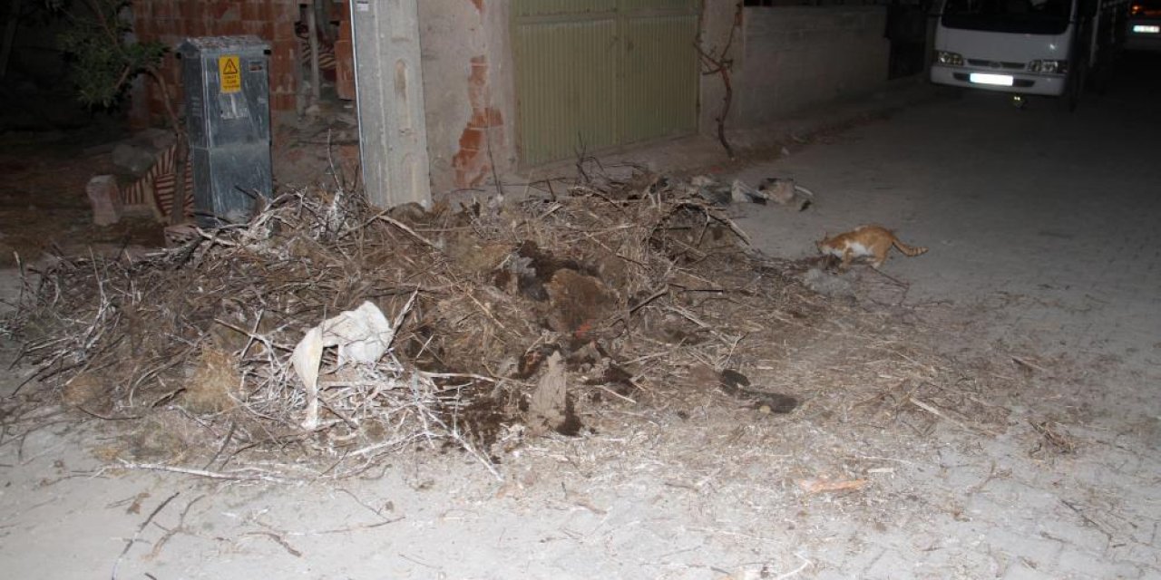 Konya’da leylek yavruları yuvayla birlikte yere çakıldı
