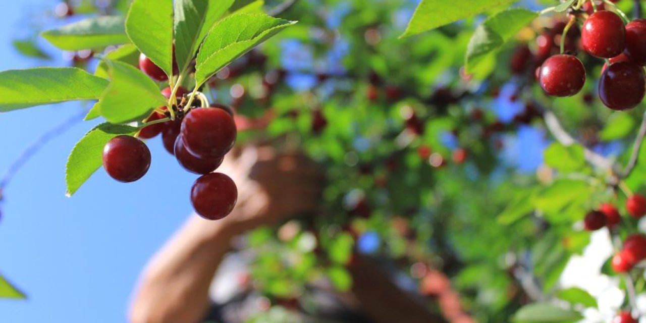 Zirai don tarım işçilerini de vurdu! Konya’da onlara tek iş kaldı