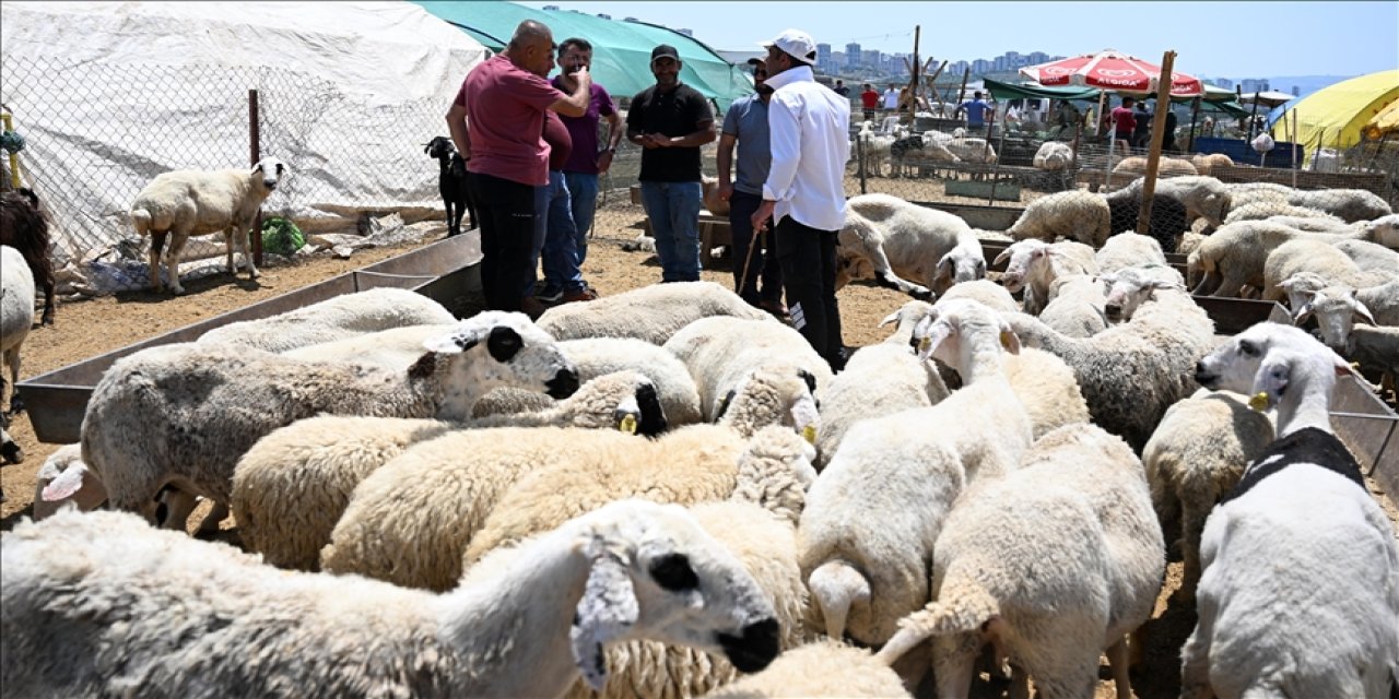 Bayramda 3 milyonun üzerinde kurbanlık satıldı