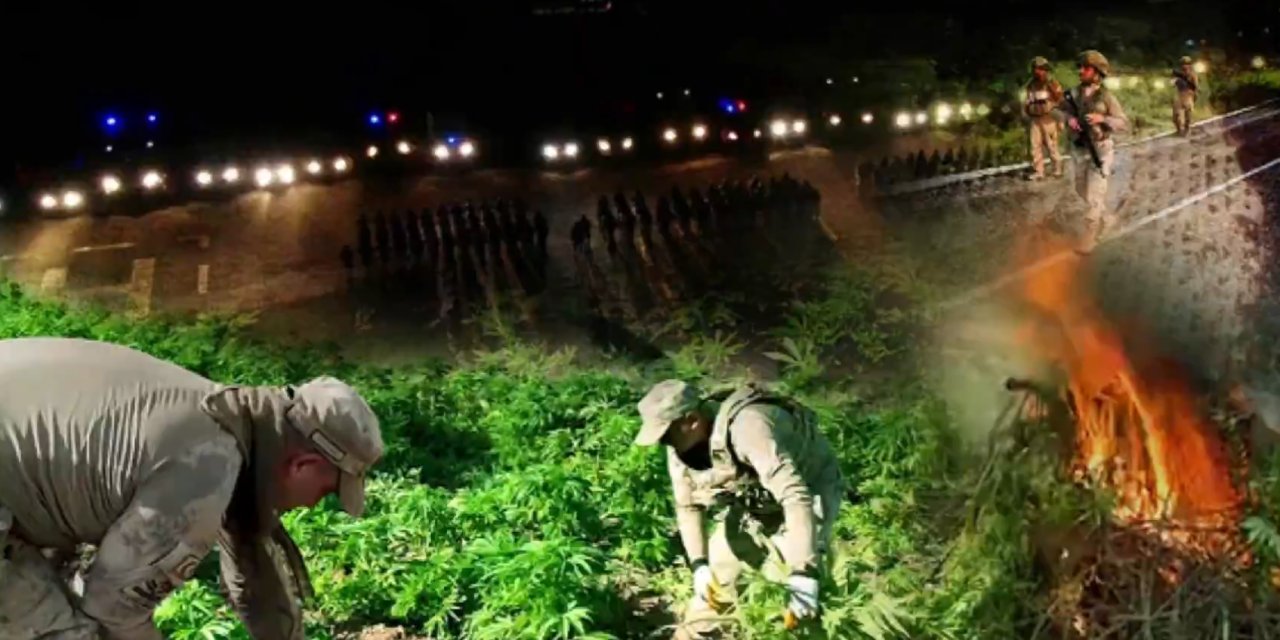 Zehir tacirlerine darbe: 12 milyon kök kenevir ve skunk ele geçirildi