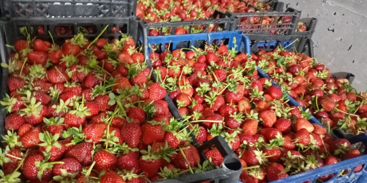 Konya’nın ünlü çileğinde ilk hasat! Ürün az, fiyatı cep yakıyor