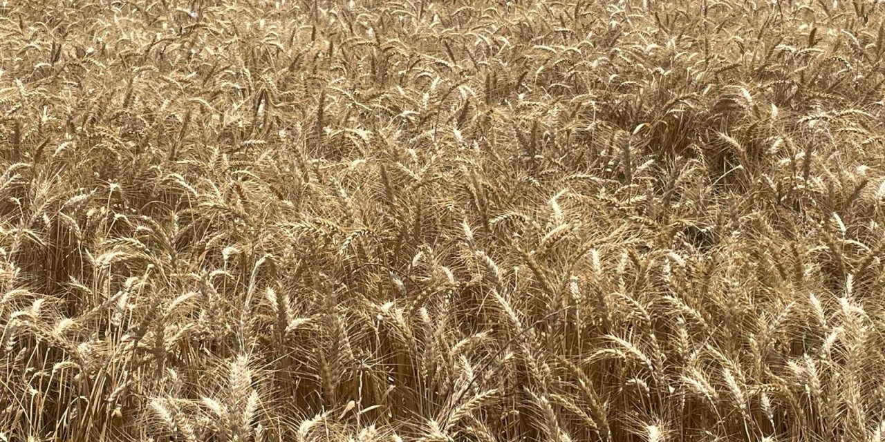 Makarnalık buğdayın tonu 13 bin 560 liraya çıktı