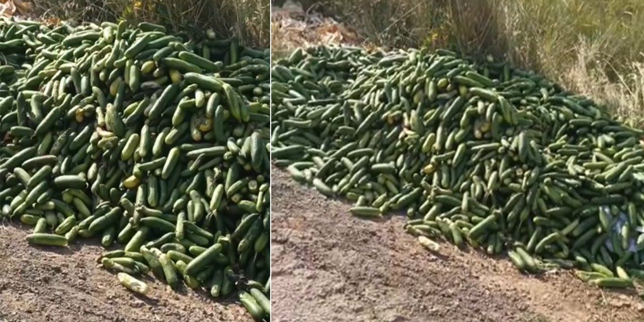 Tepki çeken görüntüler! Kilo kilo salatalık sokağa atıldı